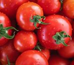 Tomate Ronde PAOLA 500gr