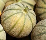 Melon BIO