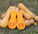 Courge Butternut