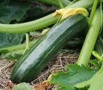 Courgette Verte