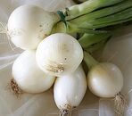 Oignon Blanc