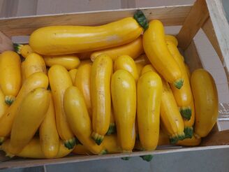 Courgettes jaune par 3 kg