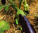 Aubergine 500 gr