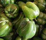 Poivron vert