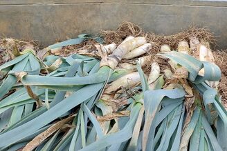 Poireaux non préparés 1kg