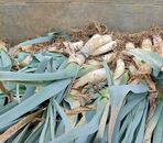 Poireaux non préparés 1kg