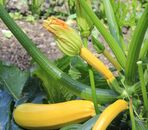 Courgette Jaune