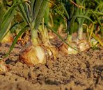 Oignon Jaune 