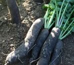 Radis noir long 500gr